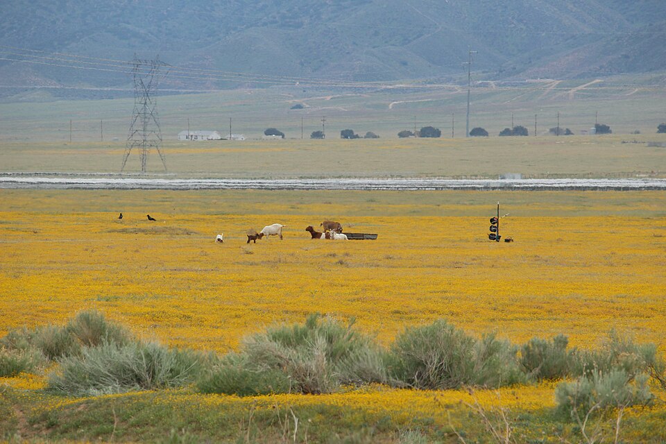 Lasthenia gracilis (common goldfields)