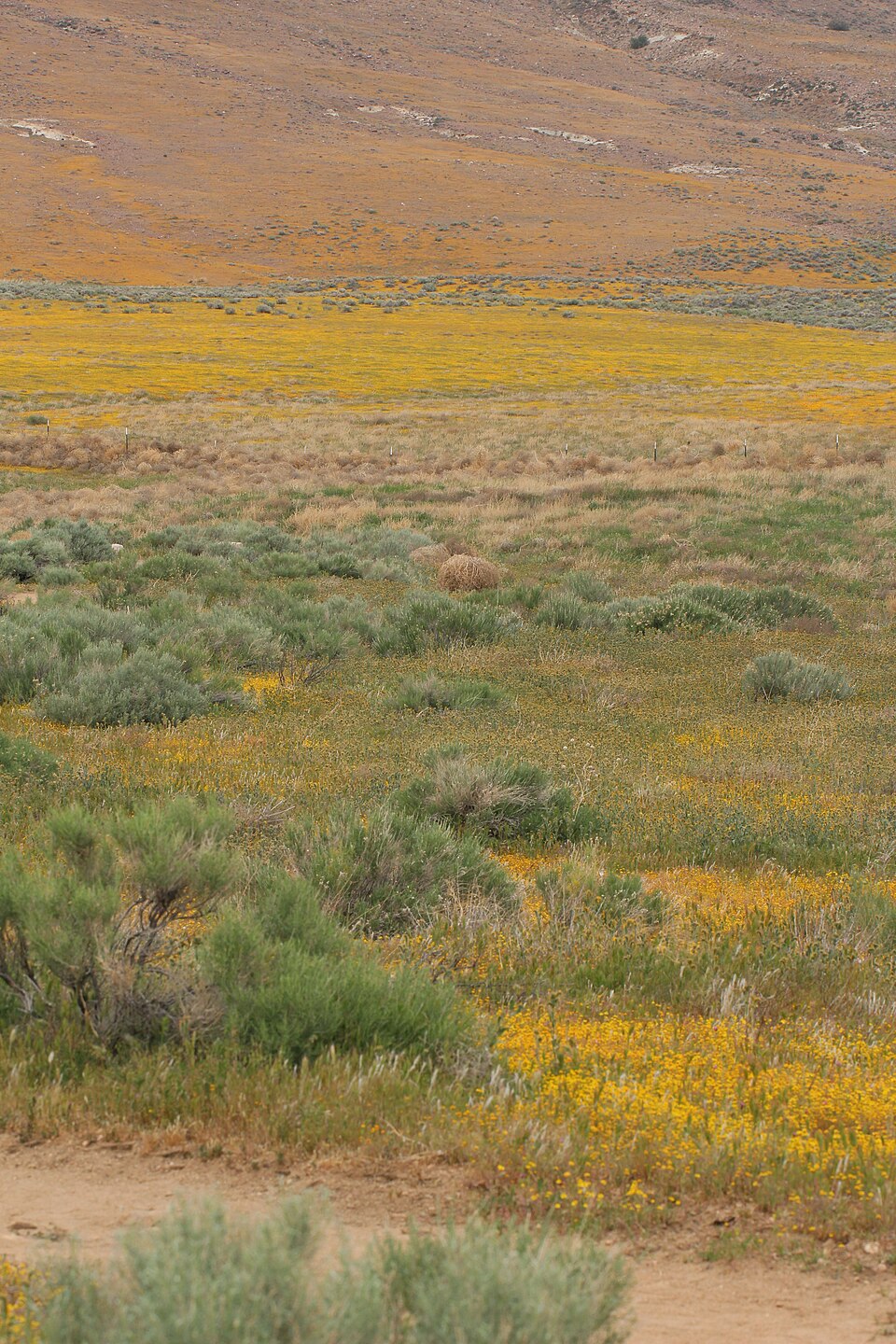 Lasthenia gracilis (common goldfields) (alternate view 4)