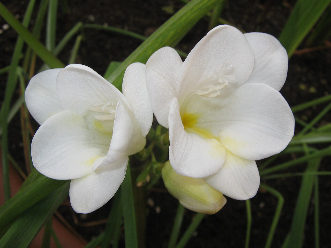 Freesia refracta, Freesia — clumping deciduous (Iridaceae) (image 2 of 9)