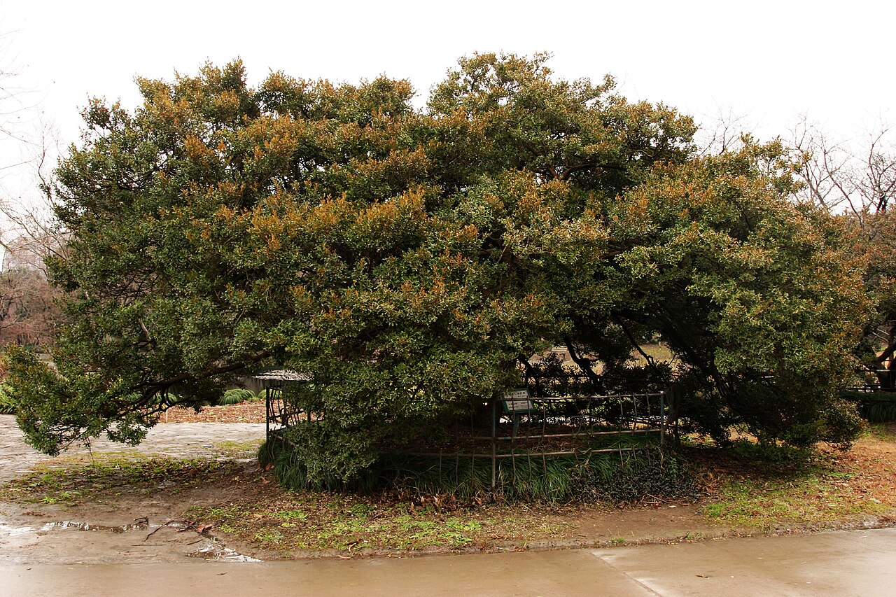 Buxus sinica, Chinese box — mounding evergreen (Buxaceae) (image 5 of 10)