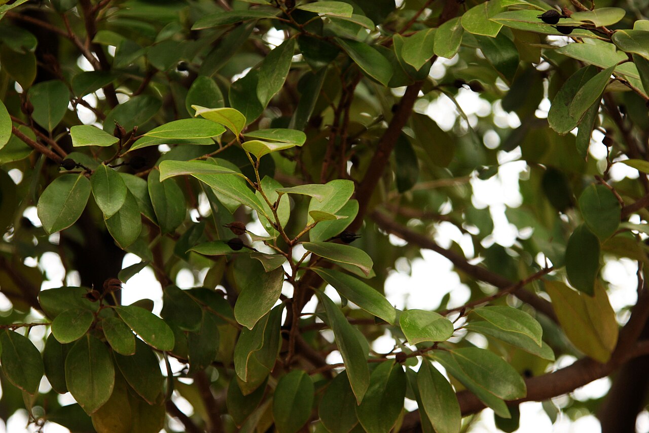 Distylium racemosum, Isu tree — upright evergreen (Hamamelidaceae) (image 7 of 10)
