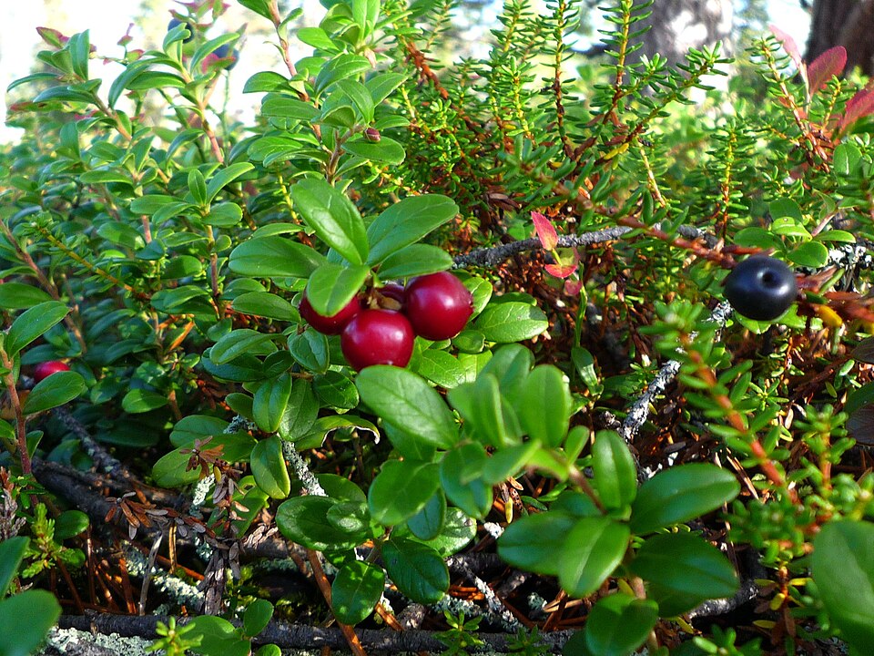 Empetrum nigrum (black crowberry)