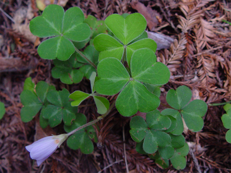 Oxalis oregana (redwood sorrel) (alternate view 6)