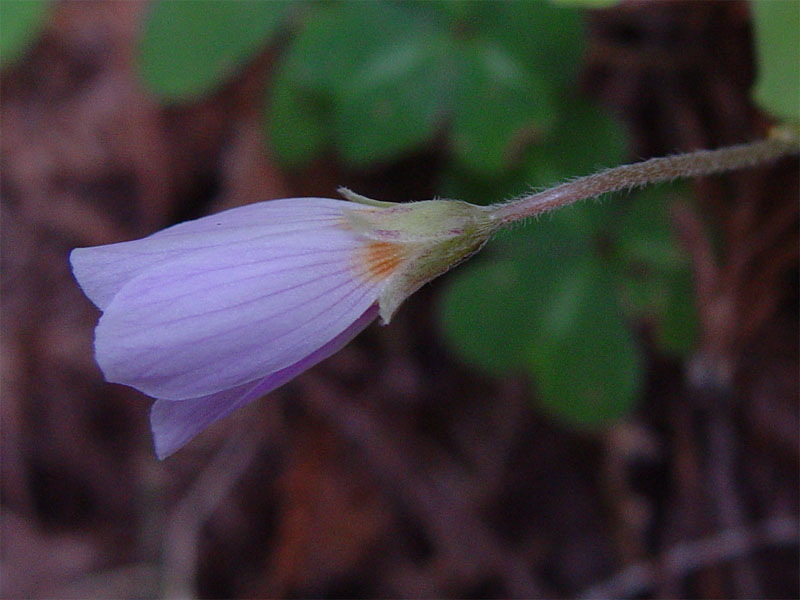 Oxalis oregana (redwood sorrel) (alternate view 7)