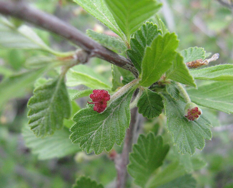 Cercocarpus montanus (Alderleaf Mountain Mahogany) (alternate view 8)