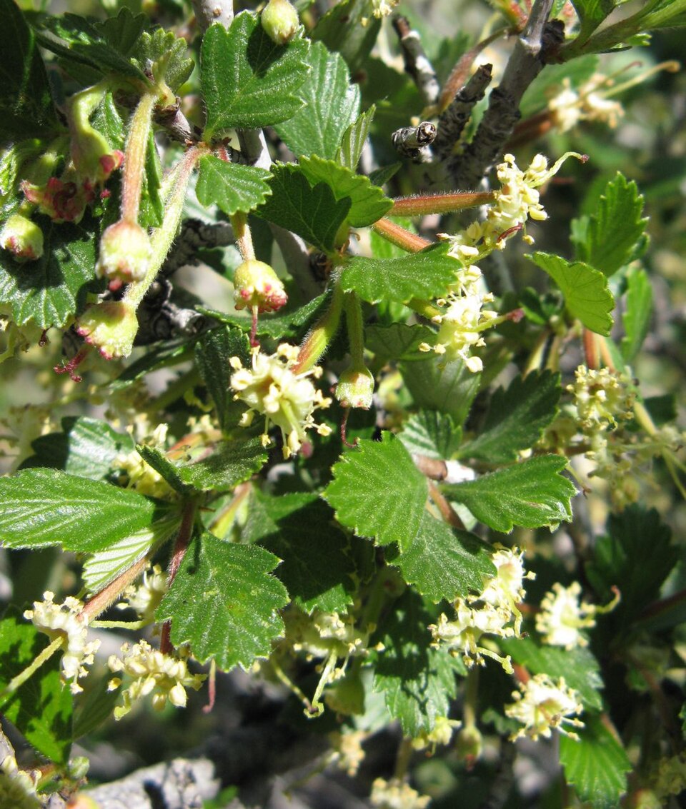 Cercocarpus montanus (Alderleaf Mountain Mahogany) (alternate view 9)