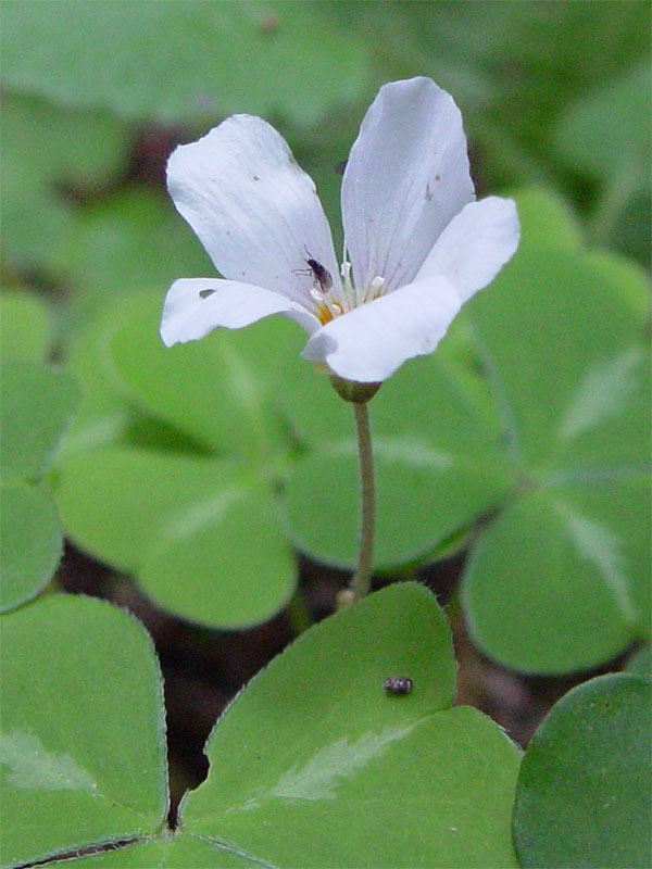 Oxalis oregana (redwood sorrel) (alternate view 8)