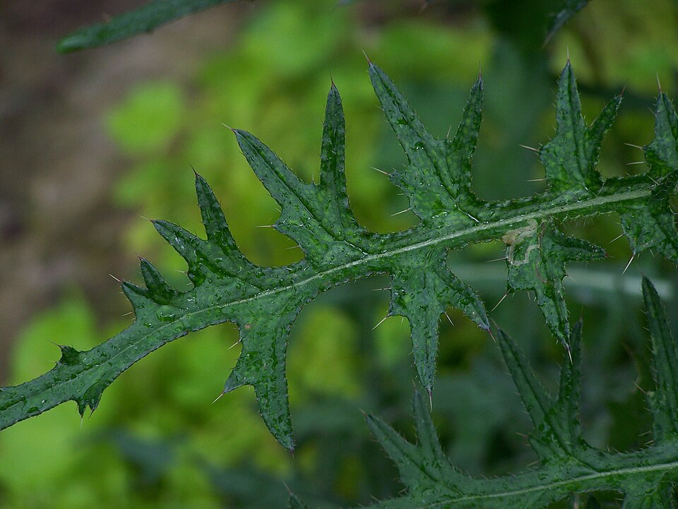 Cirsium palustre (Marsh Thistle)
