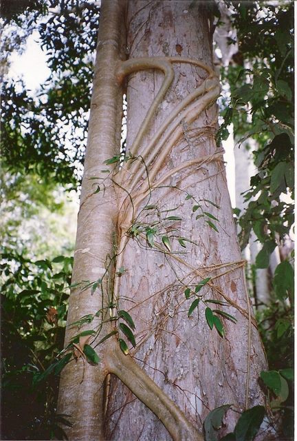 Aphananthe philippinensis (Axe handle Wood) (alternate view 6)