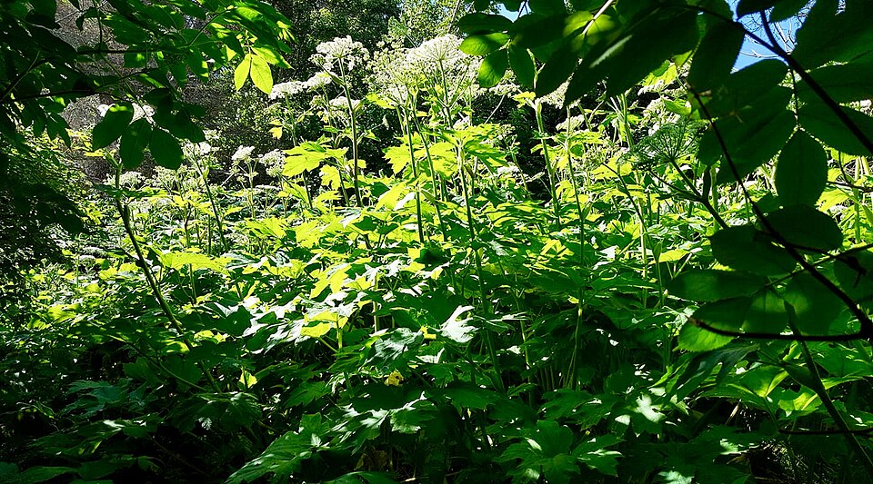 Heracleum maximum (cow-parsnip) (alternate view 6)