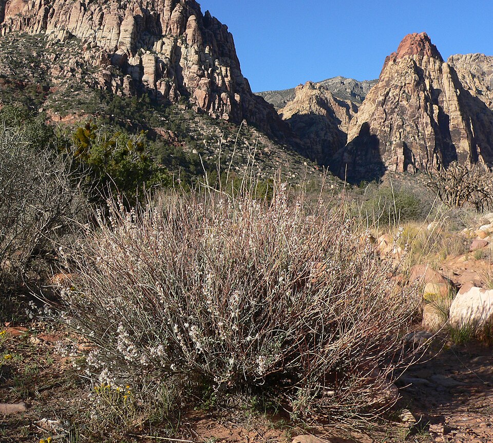 Eriogonum wrightii (Wright's buckwheat) (alternate view 6)