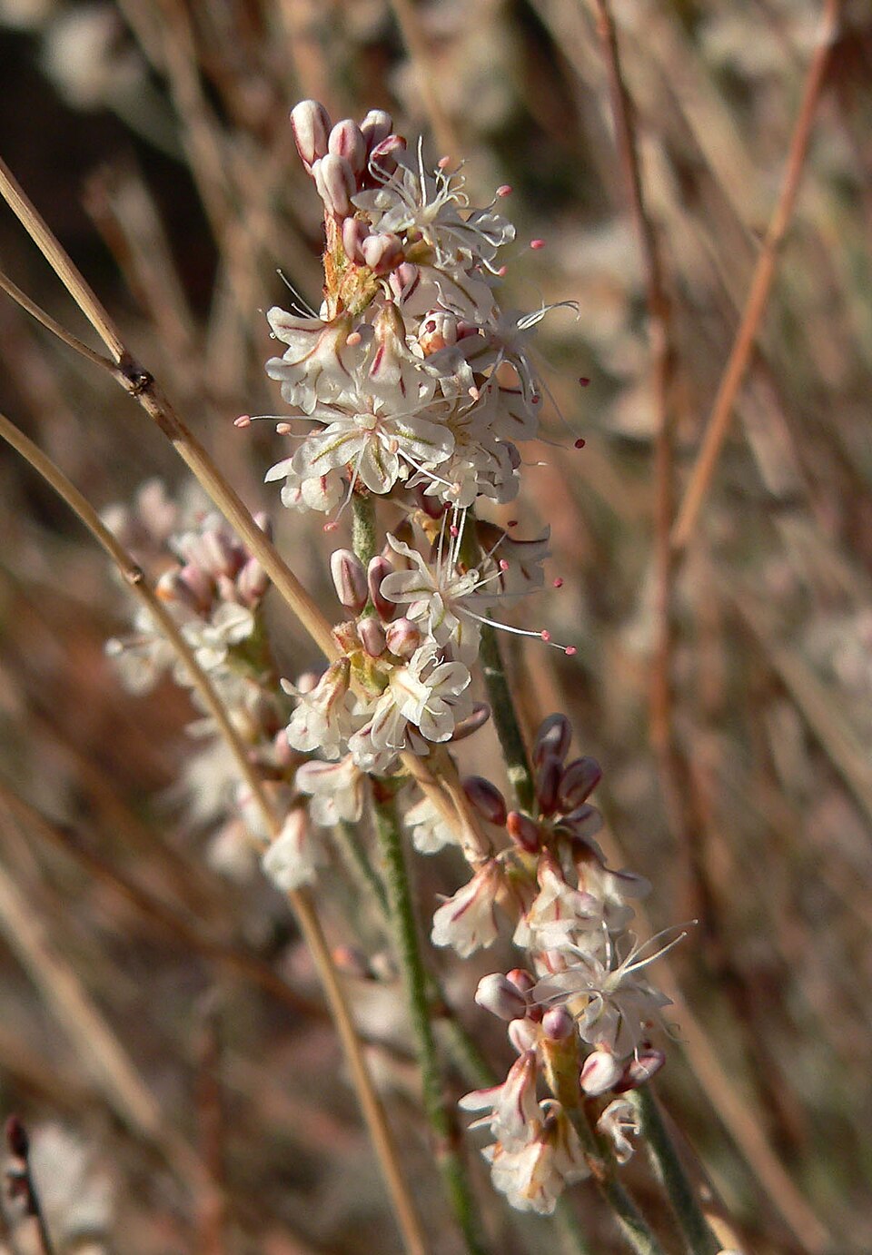 Eriogonum wrightii (Wright's buckwheat) (alternate view 7)