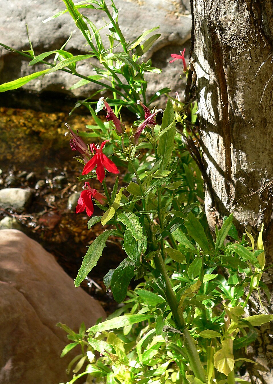 Lobelia cardinalis (cardinal flower) (alternate view 9)