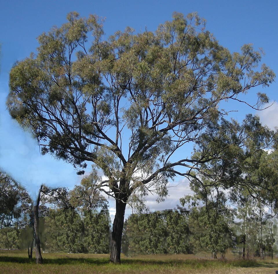 Eucalyptus crebra (Narrow-leaved Red Ironbark) (alternate view 6)