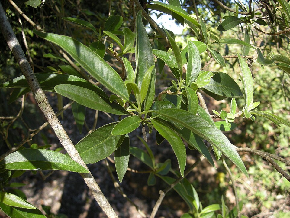 Alstonia constricta (Bitterbark) (alternate view 7)