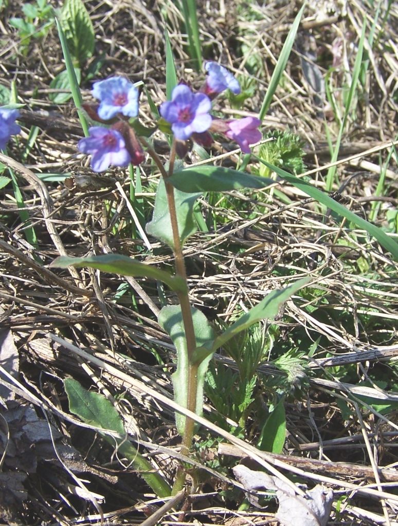 Pulmonaria obscura (Suffolk Lungwort)