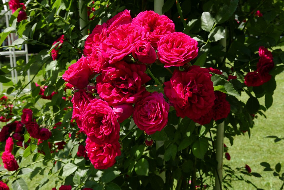 Rosa 'Chevy Chase' (alternate view 4)