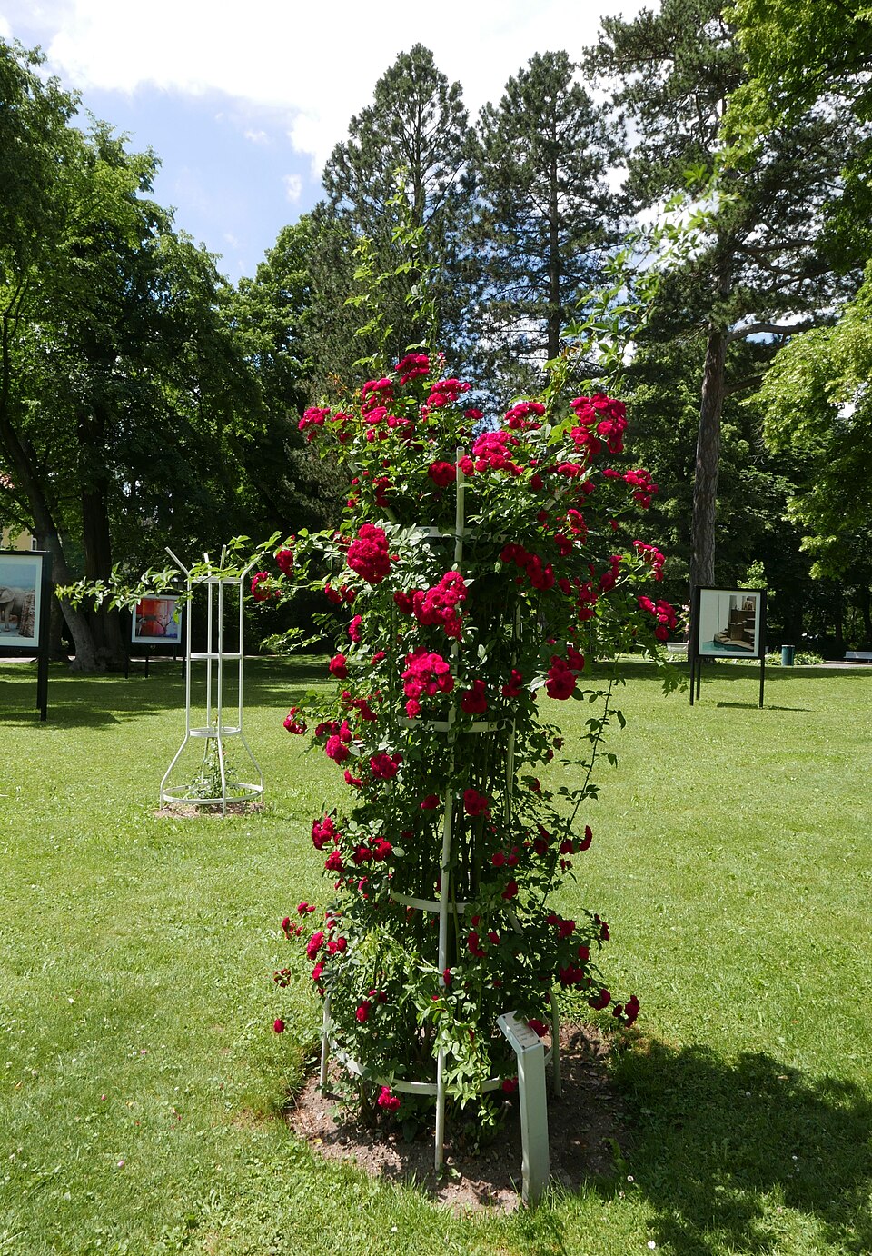 Rosa 'Chevy Chase' (alternate view 5)