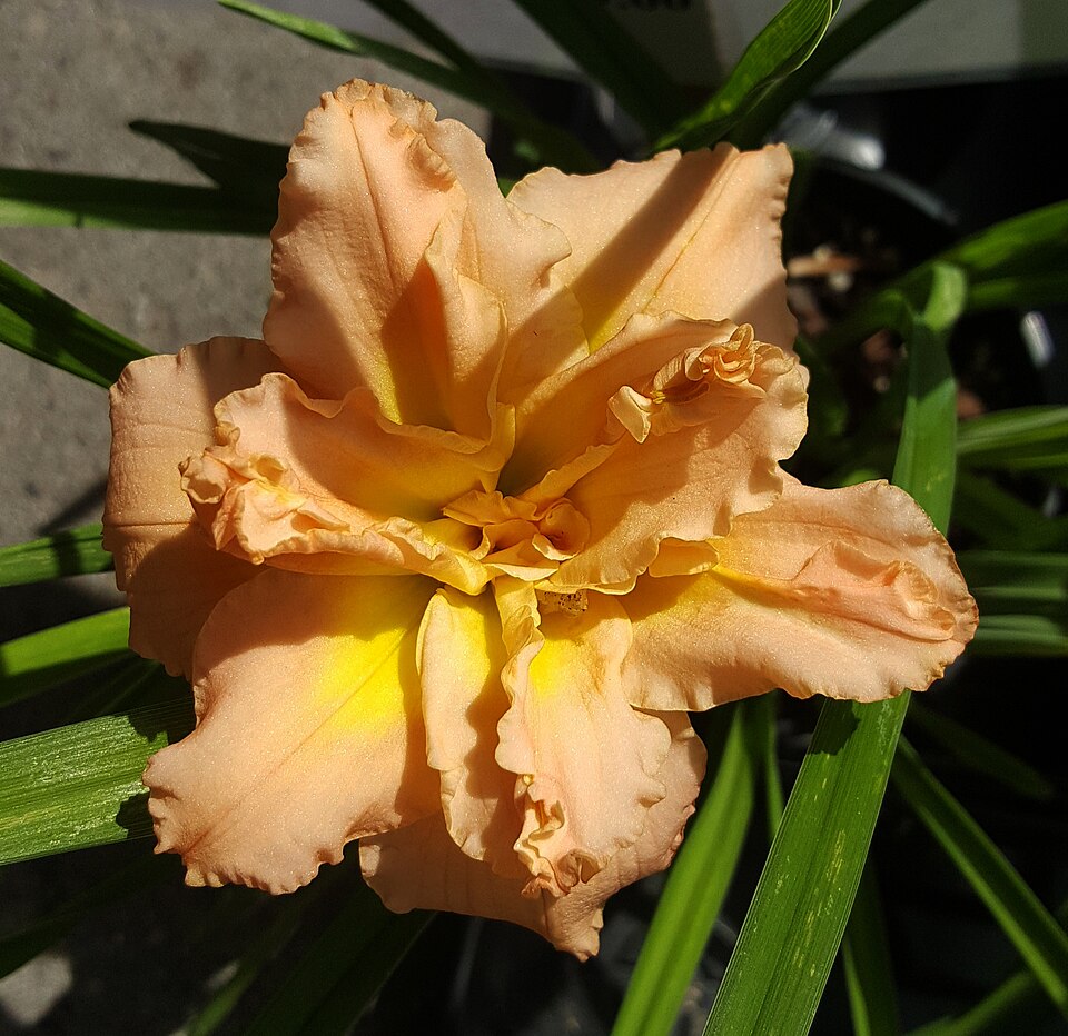 Hemerocallis 'Siloam Double Classic' (Siloam Double Classic) (alternate view 5)