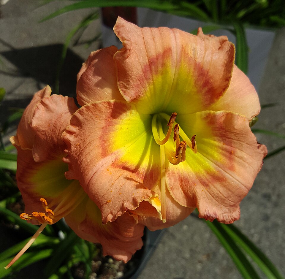 Hemerocallis 'Elegant Candy' (Elegant Candy Daylily) (alternate view 5)