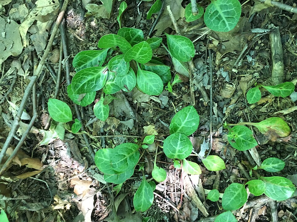 Pyrola americana (American wintergreen) (alternate view 8)