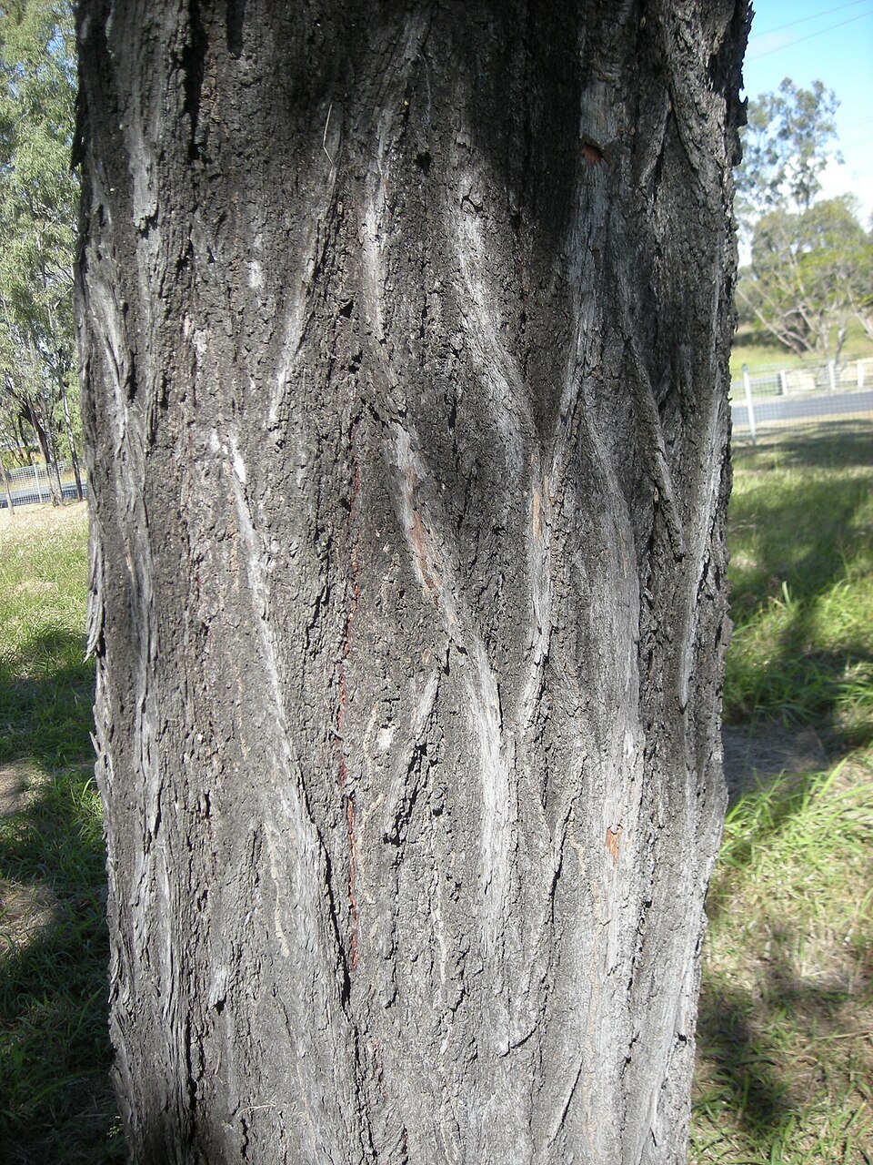 Eucalyptus crebra (Narrow-leaved Red Ironbark) (alternate view 7)