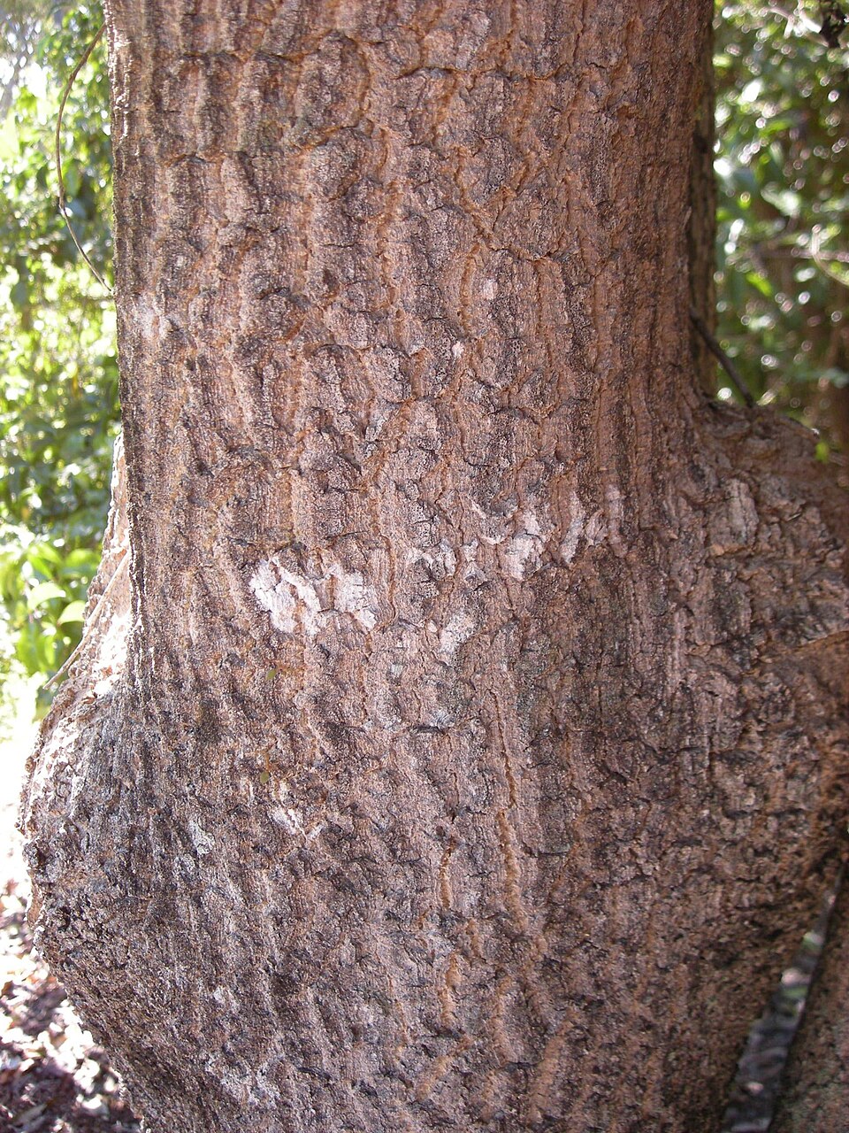 Alstonia constricta (Bitterbark) (alternate view 8)
