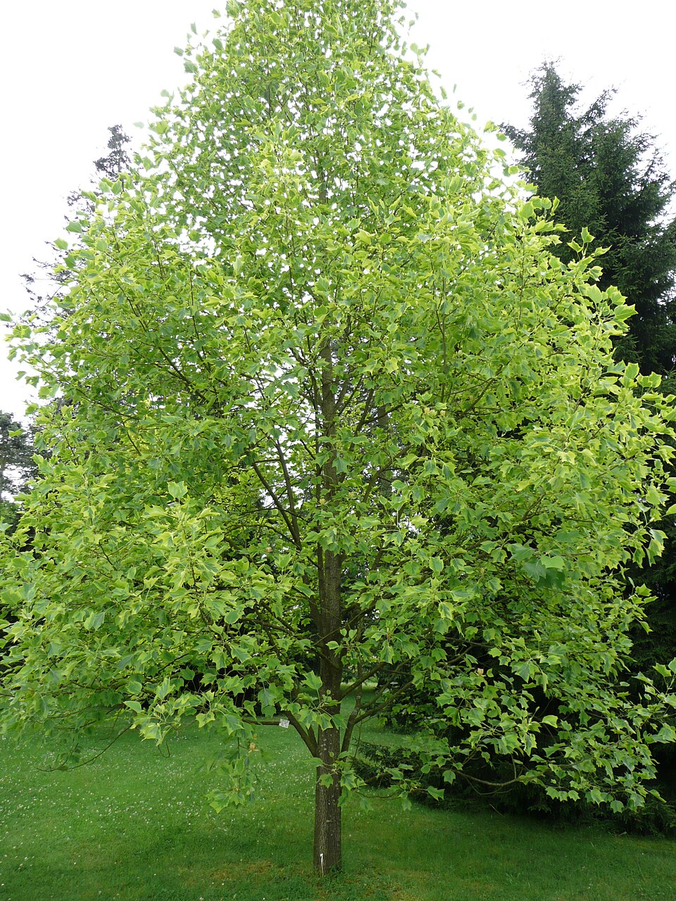 Liriodendron tulipifera 'Aureomarginatum' (Variegated Tulip Tree) (alternate view 3)
