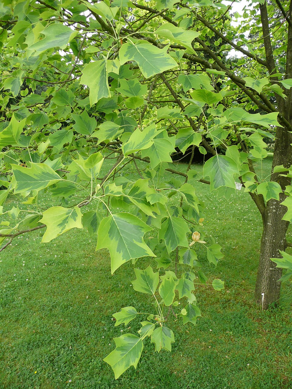 Liriodendron tulipifera 'Aureomarginatum' (Variegated Tulip Tree) (alternate view 4)