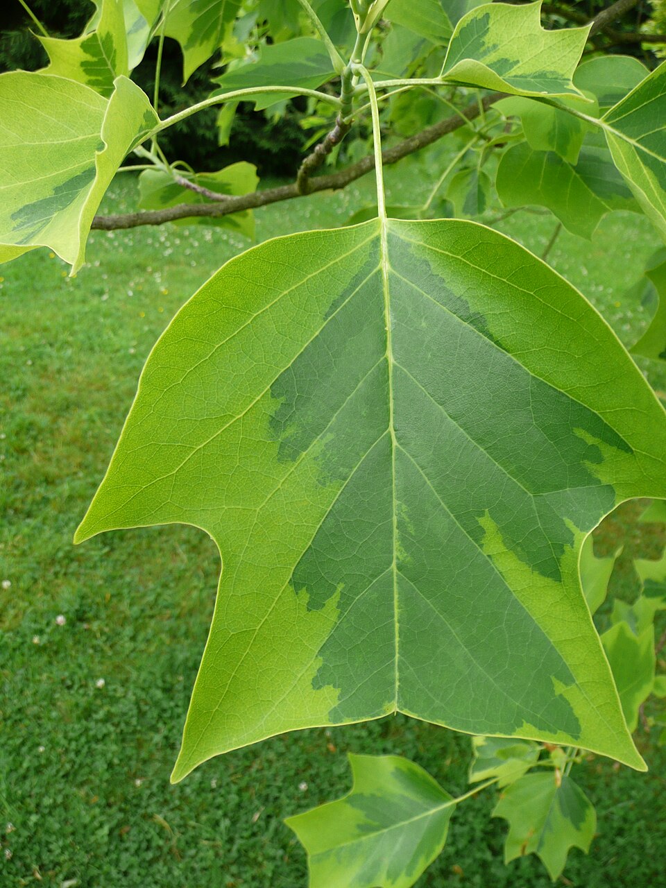 Liriodendron tulipifera 'Aureomarginatum' (Variegated Tulip Tree) (alternate view 5)