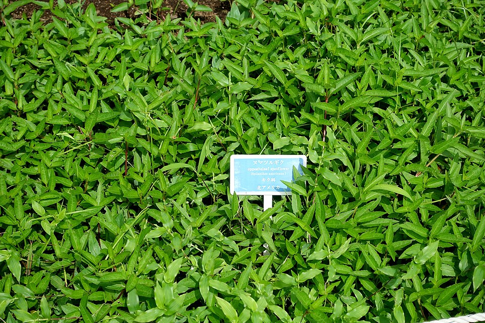 Acmella repens (Oppositeleaf Spotflower) (alternate view 7)