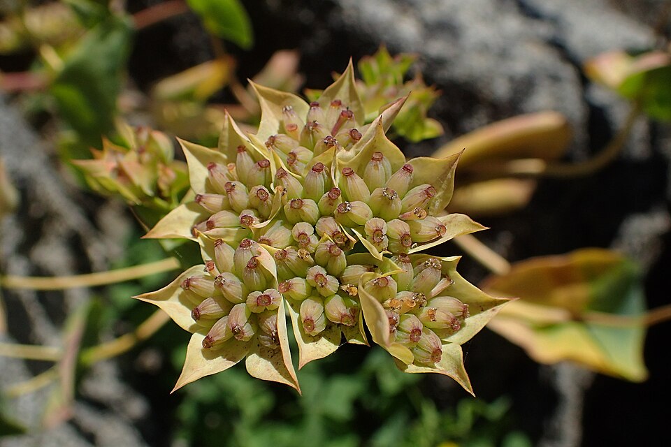 Bupleurum rotundifolium (alternate view 10)
