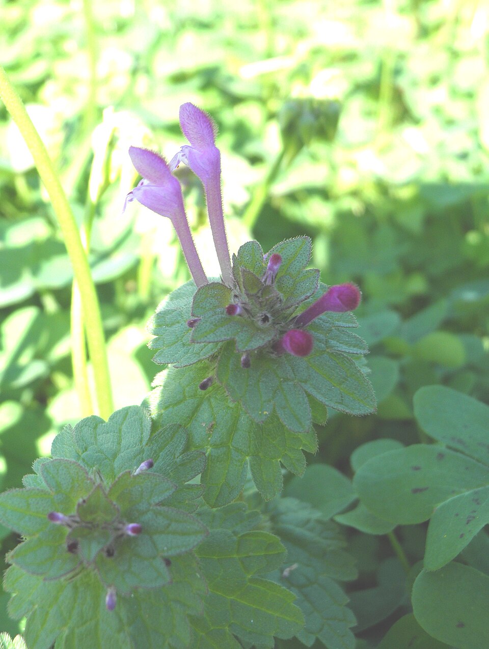 Lamium amplexicaule (henbit deadnettle)