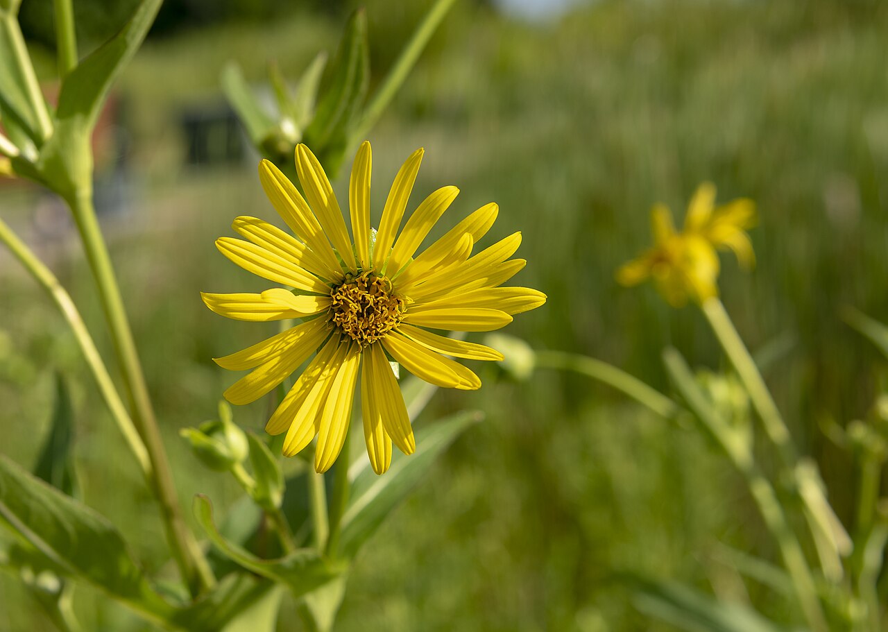 Heliopsis helianthoides, False sunflower — upright deciduous (Asteraceae) (image 6 of 10)