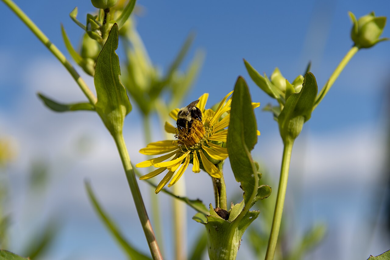Heliopsis helianthoides, False sunflower — upright deciduous (Asteraceae) (image 7 of 10)