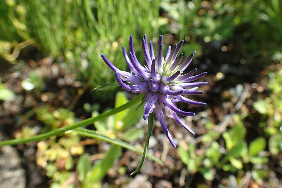 Phyteuma scheuchzeri (Oxford Rampion) (alternate view 9)