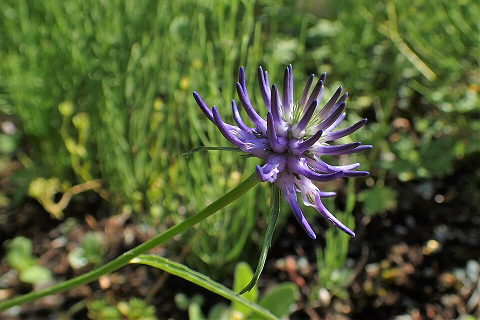 Phyteuma scheuchzeri (Oxford Rampion) (alternate view 10)