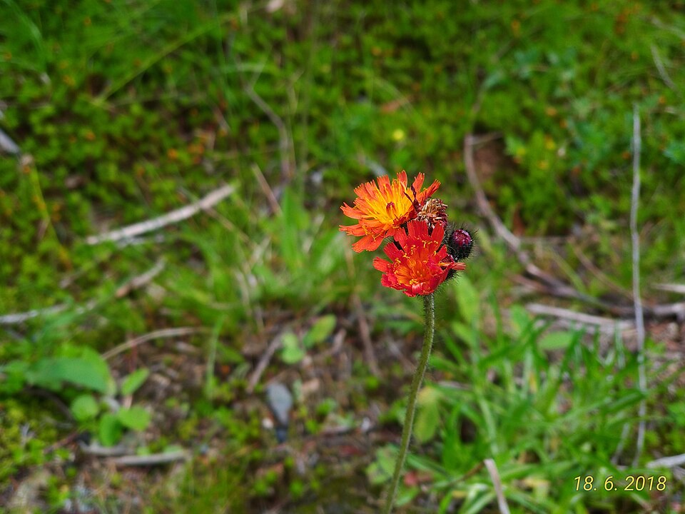 Pilosella (mouse-ear hawkweeds) (alternate view 6)