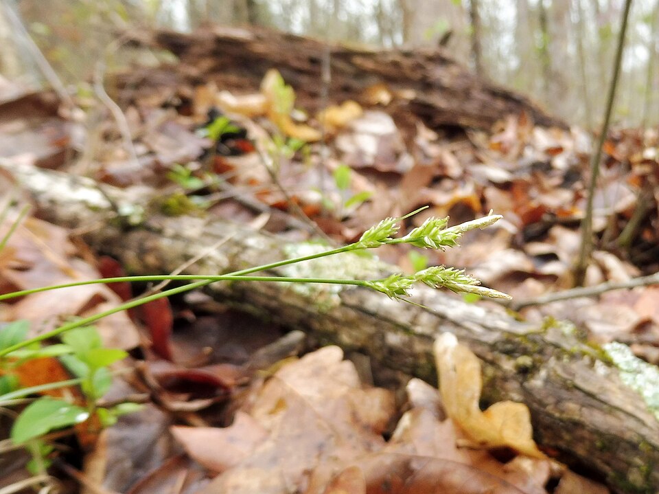 Carex albicans (White-Tinged Sedge) (alternate view 6)
