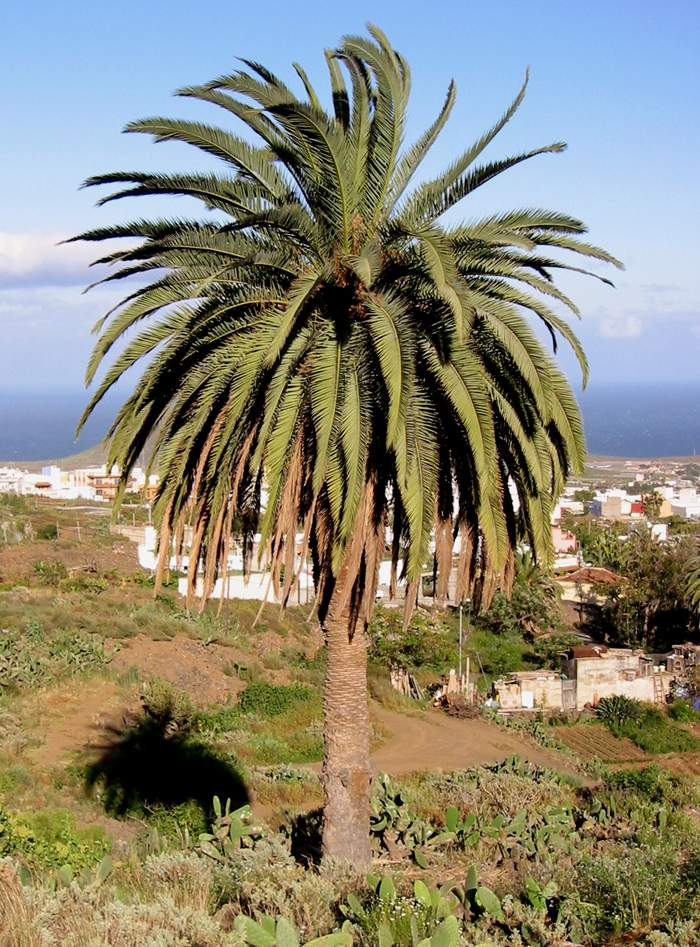 Phoenix canariensis (Canary Island palm)