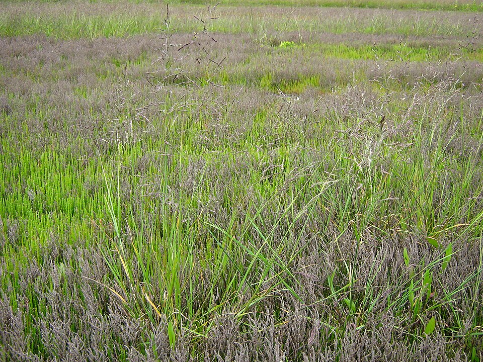 Salicornia europaea (Common Glasswort)