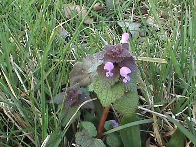 Lamium purpureum (red deadnettle)