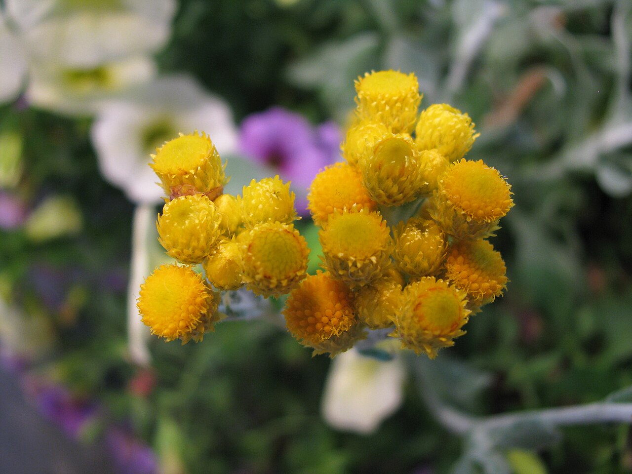 Chrysocephalum apiculatum, Common everlasting — spreading evergreen (Asteraceae) (image 5 of 10)