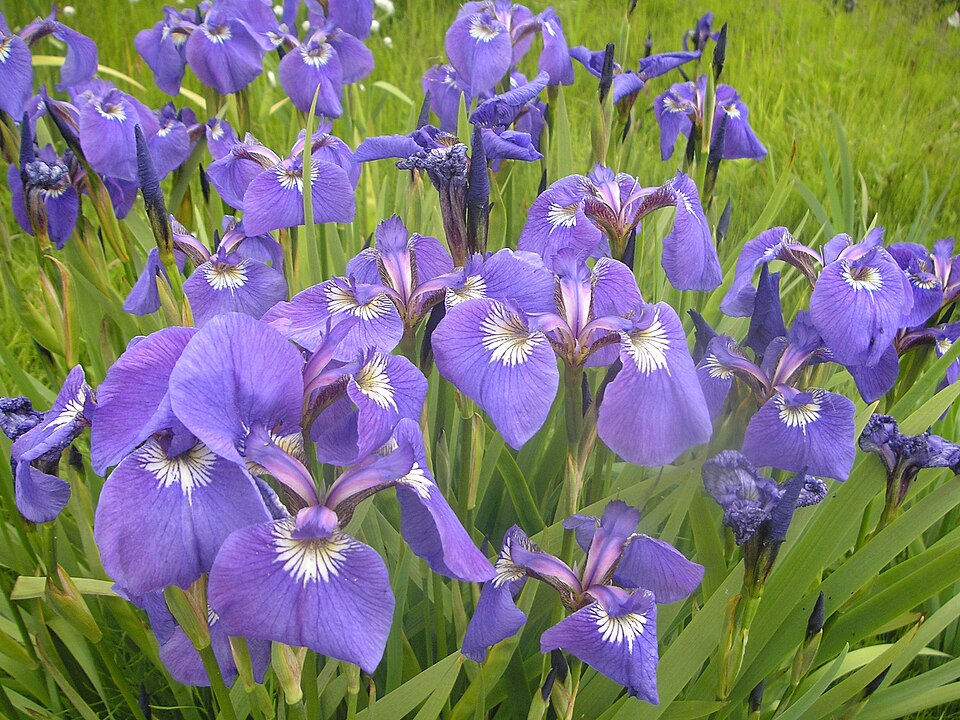 Iris setosa (Beachhead Iris) (alternate view 8)