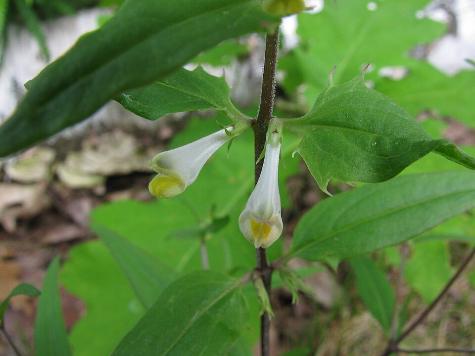 Melampyrum lineare (narrowleaf cow wheat) (alternate view 8)