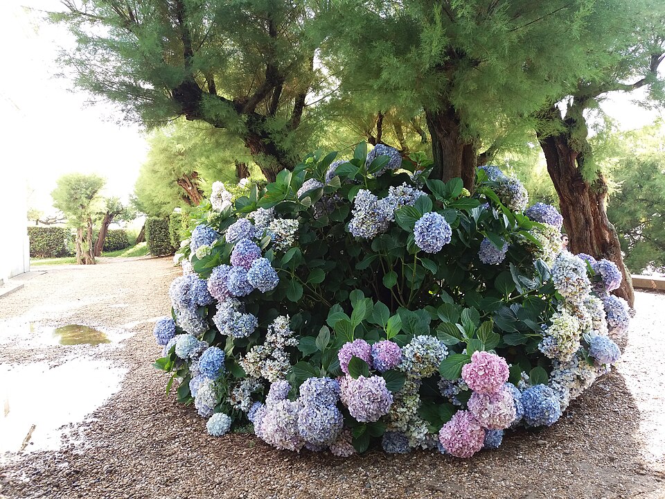 Hydrangea (hydrangeas)