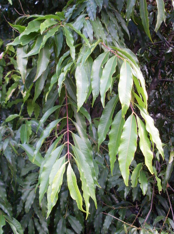 Syzygium floribundum (weeping lilli pilli) (alternate view 6)