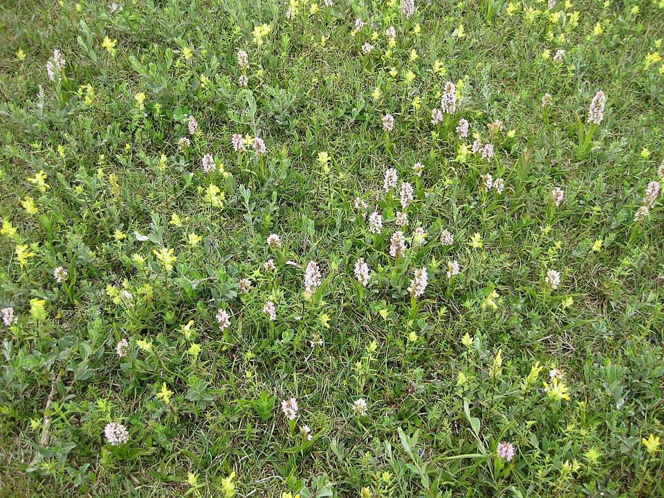 Salix repens (Creeping Willow)
