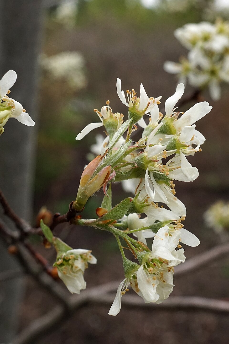 Amelanchier (serviceberries) (alternate view 6)