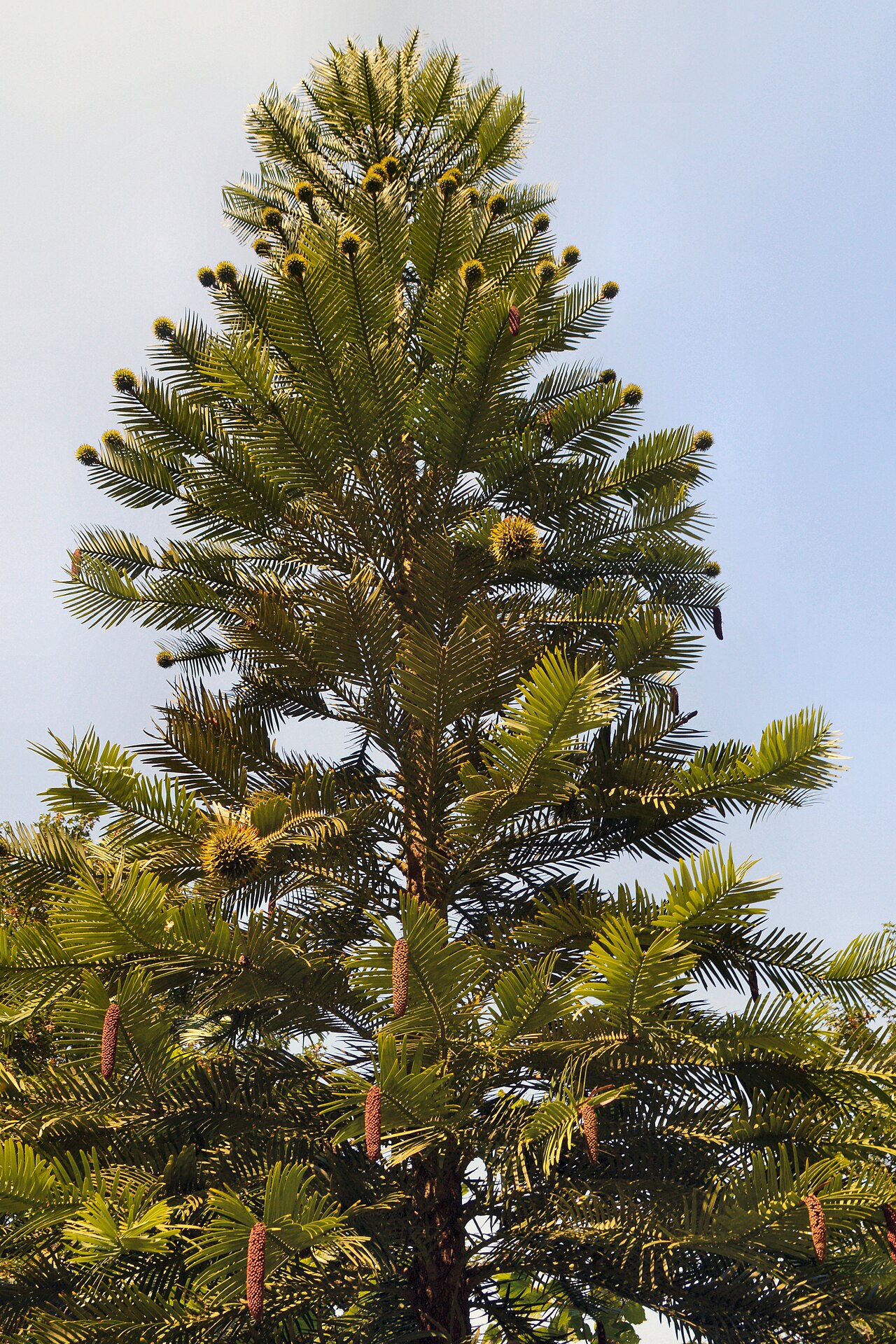 Wollemia nobilis (Wollemi pine)